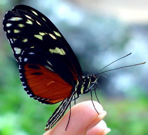 Butterflies For Africa